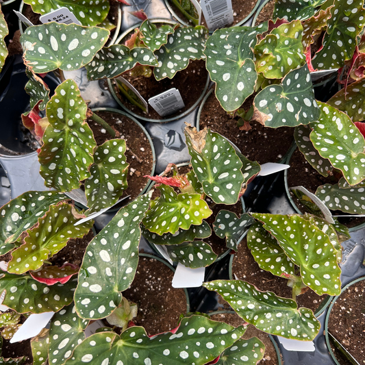 Begonia maculata