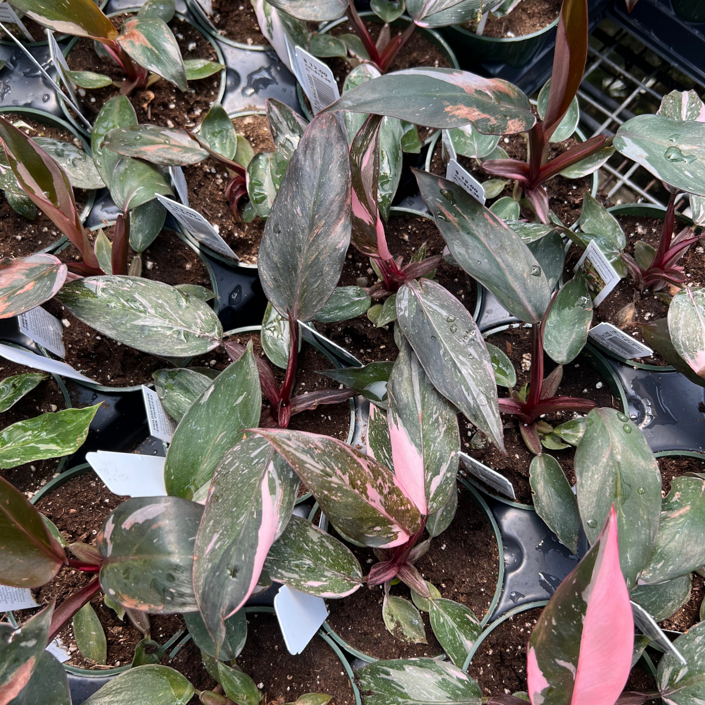 Philodendron Pink Princess