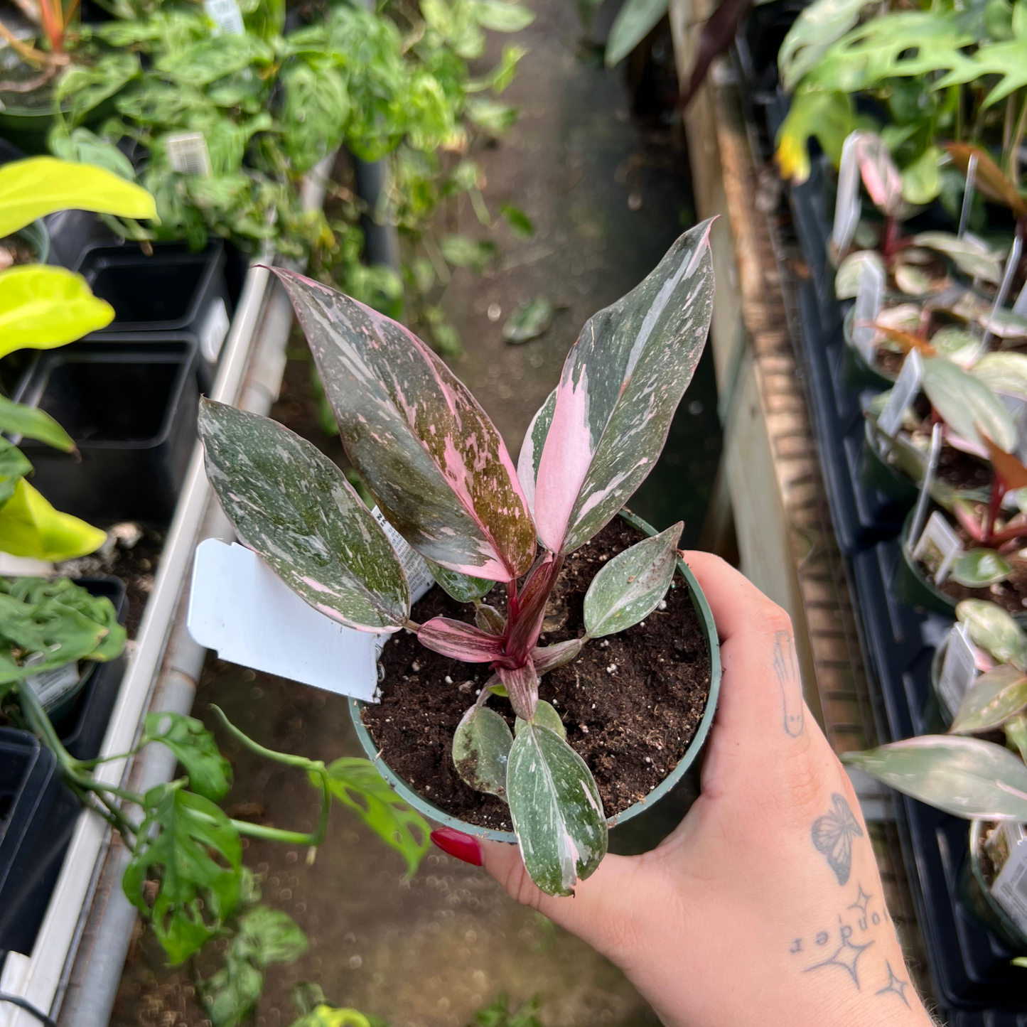 Philodendron Pink Princess