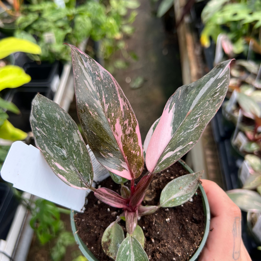 Philodendron Pink Princess