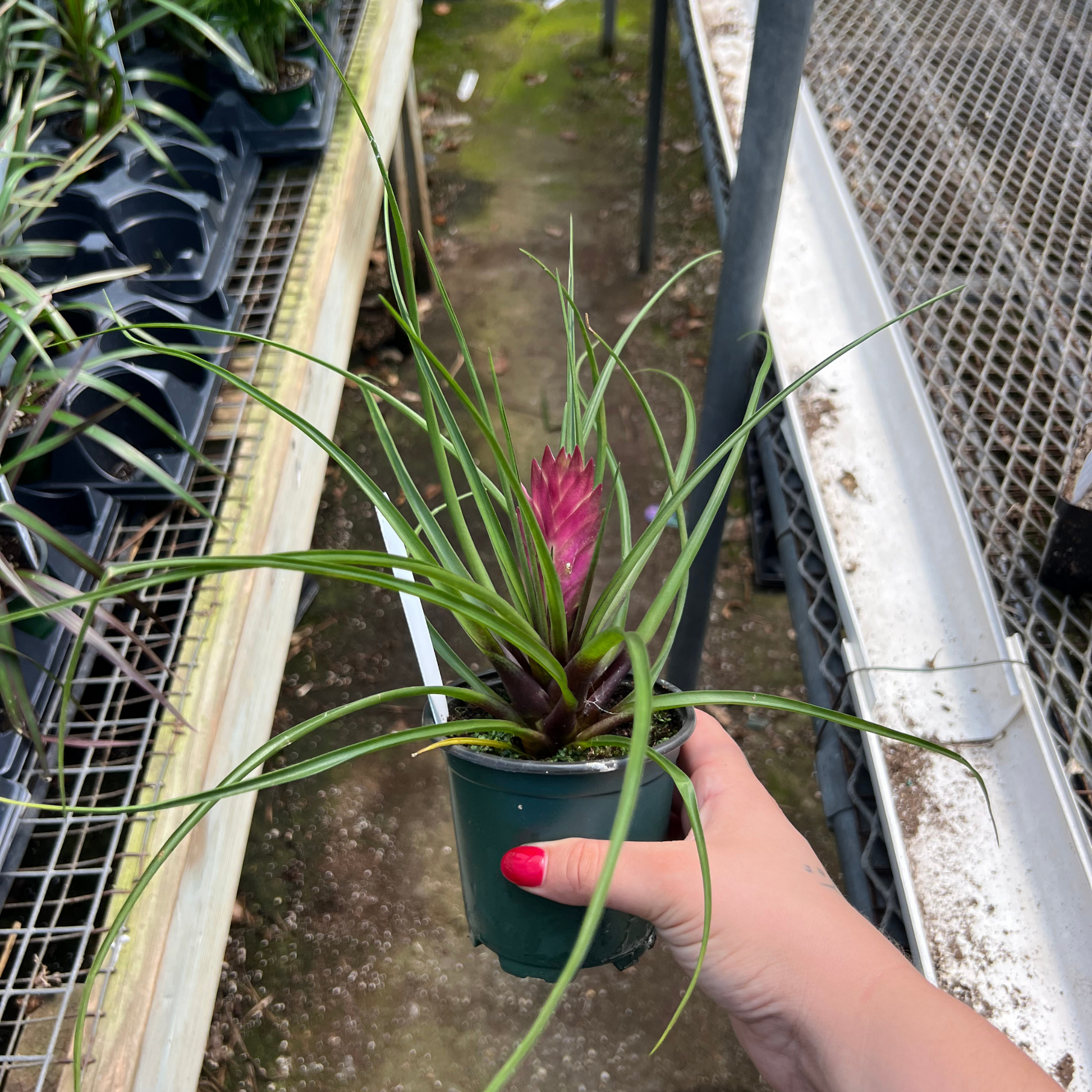 air plant pink flower Tillandsia cyanea – Fantastic Gardens