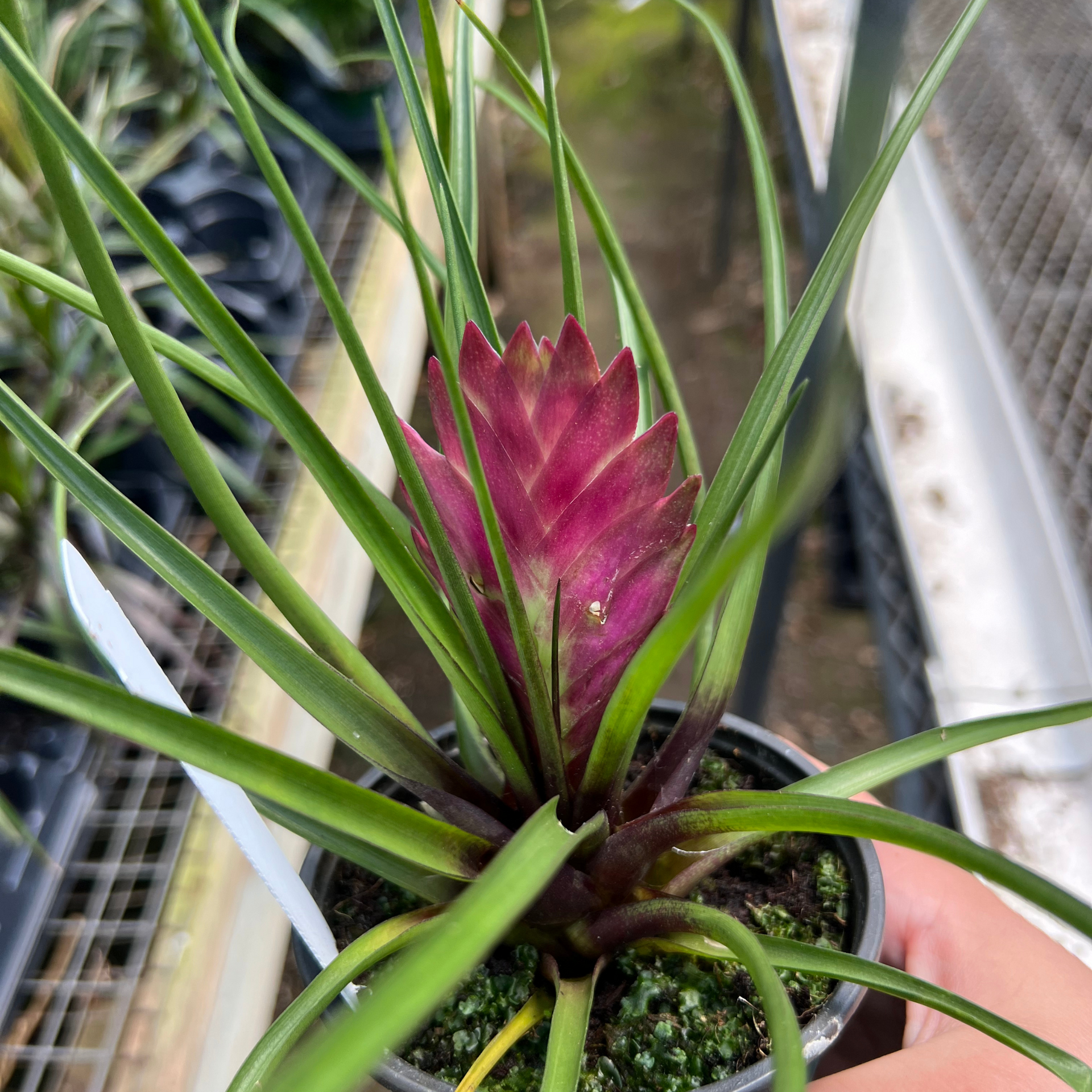 Tillandsia cyanea