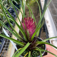 Tillandsia cyanea – Fantastic Gardens