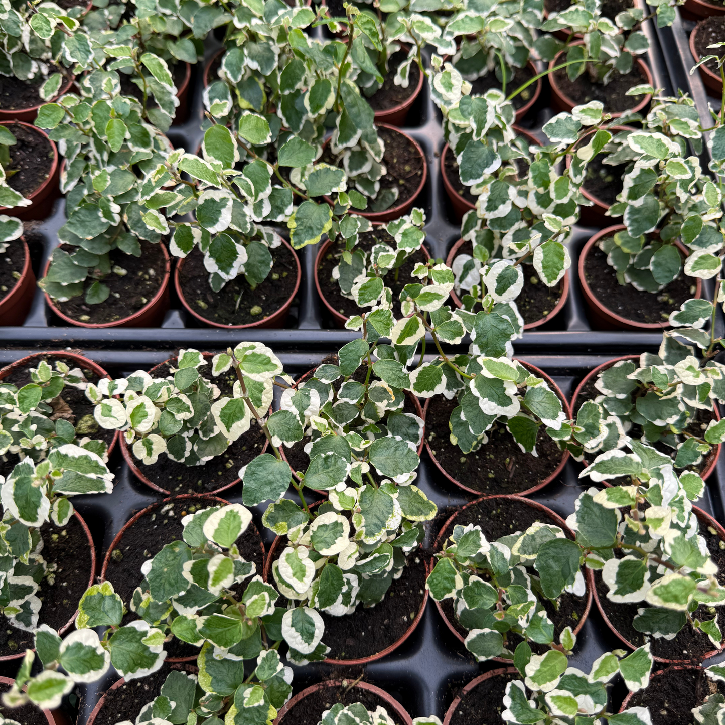 Ficus pumila 'Variegata'
