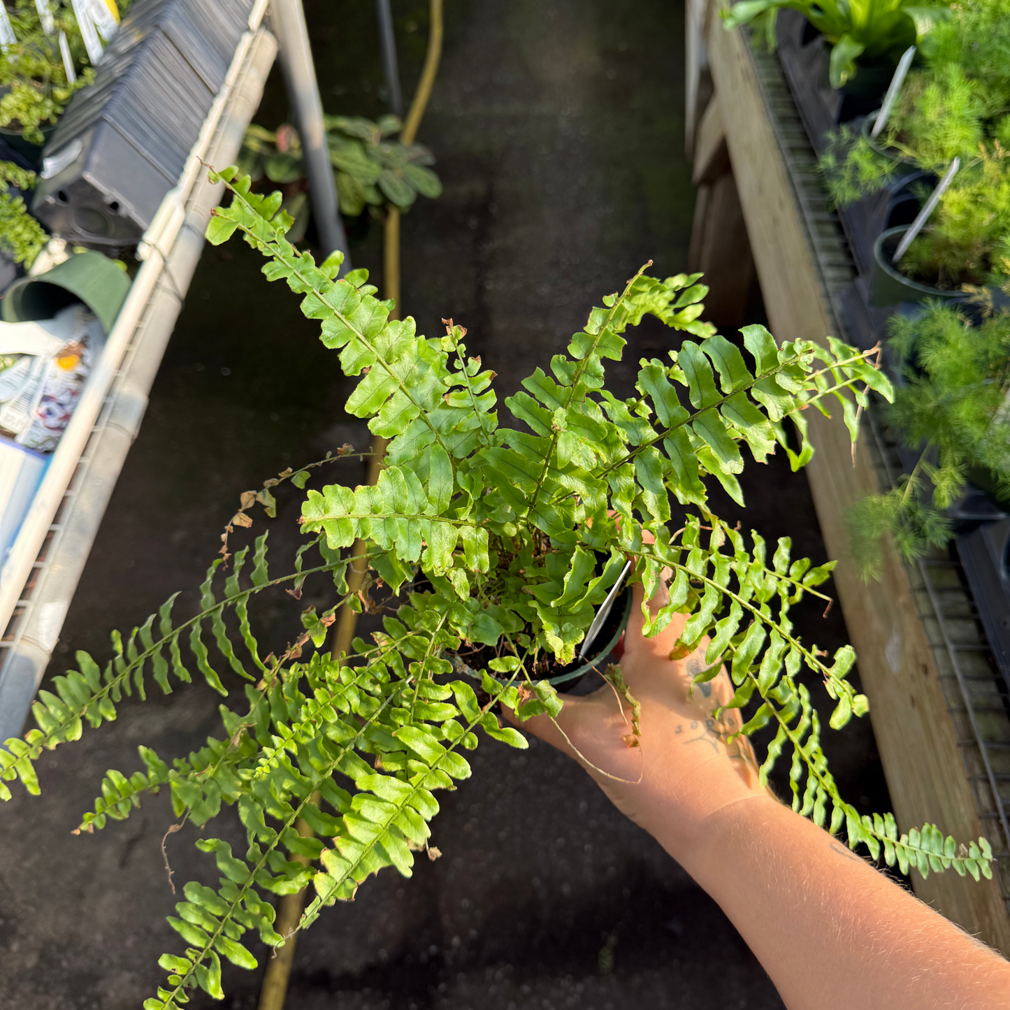 Boston Compacta Fern