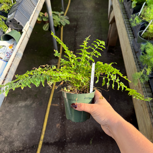 Boston Compacta Fern