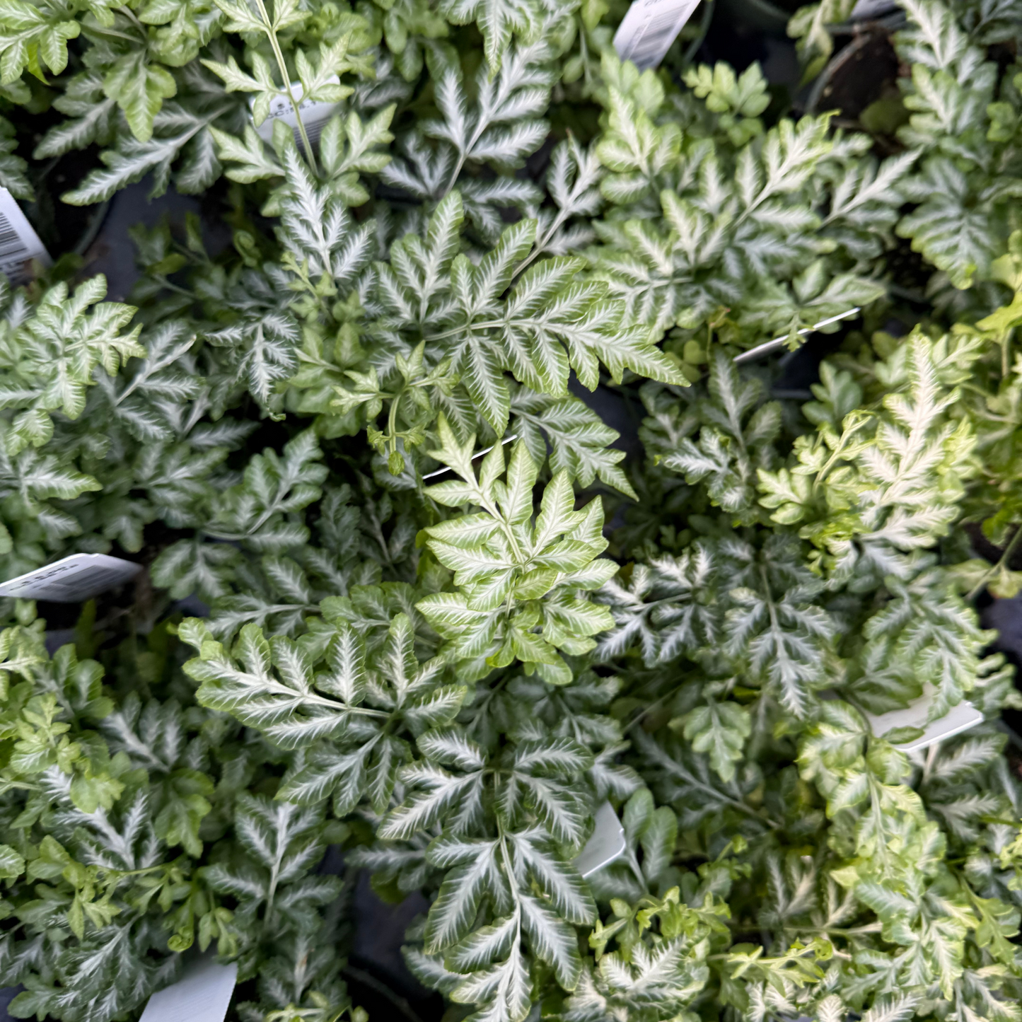 Silver Lace Fern