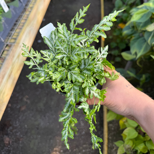 Silver Lace Fern