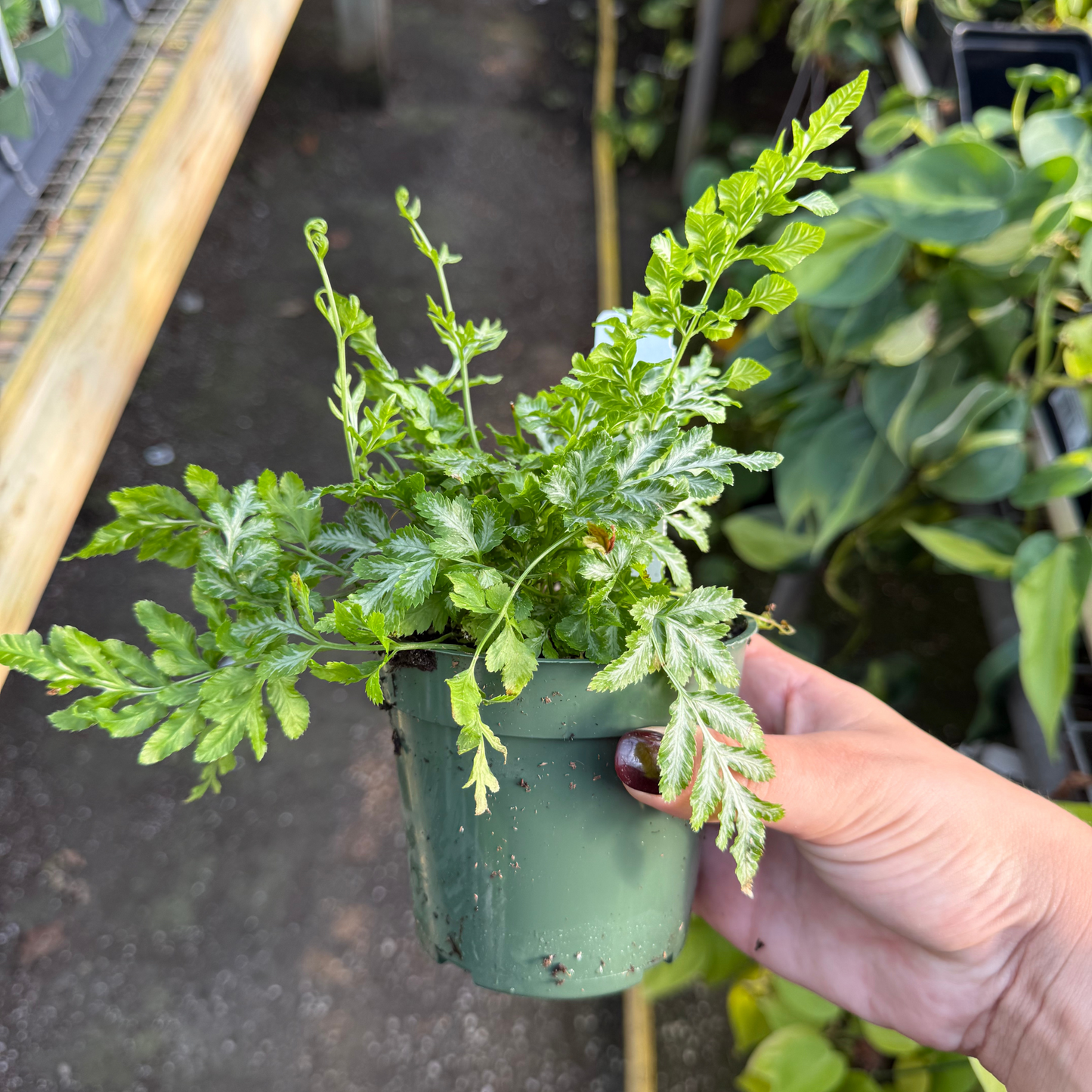 Silver Lace Fern