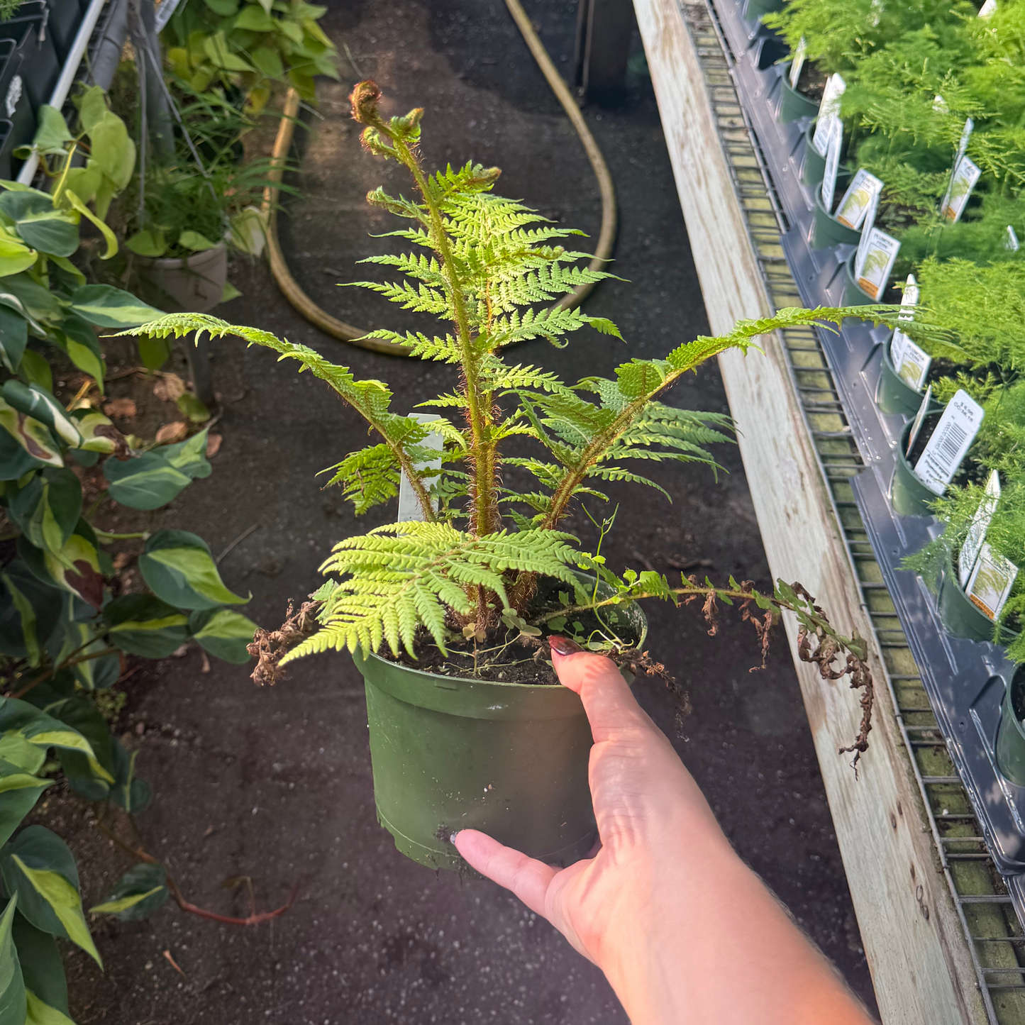 Austrailian Tree Fern