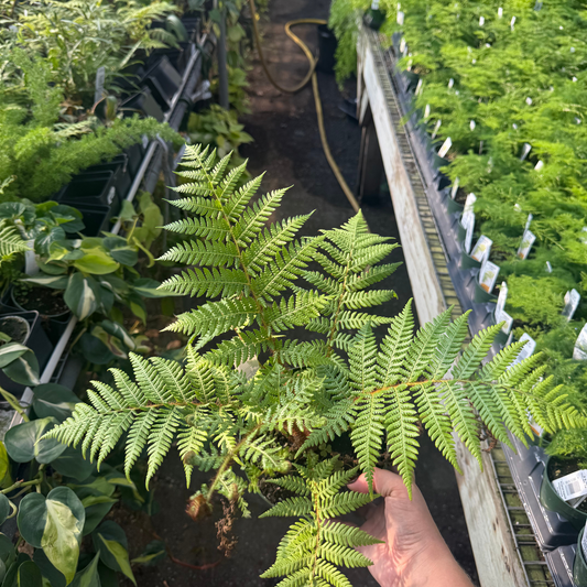 Austrailian Tree Fern