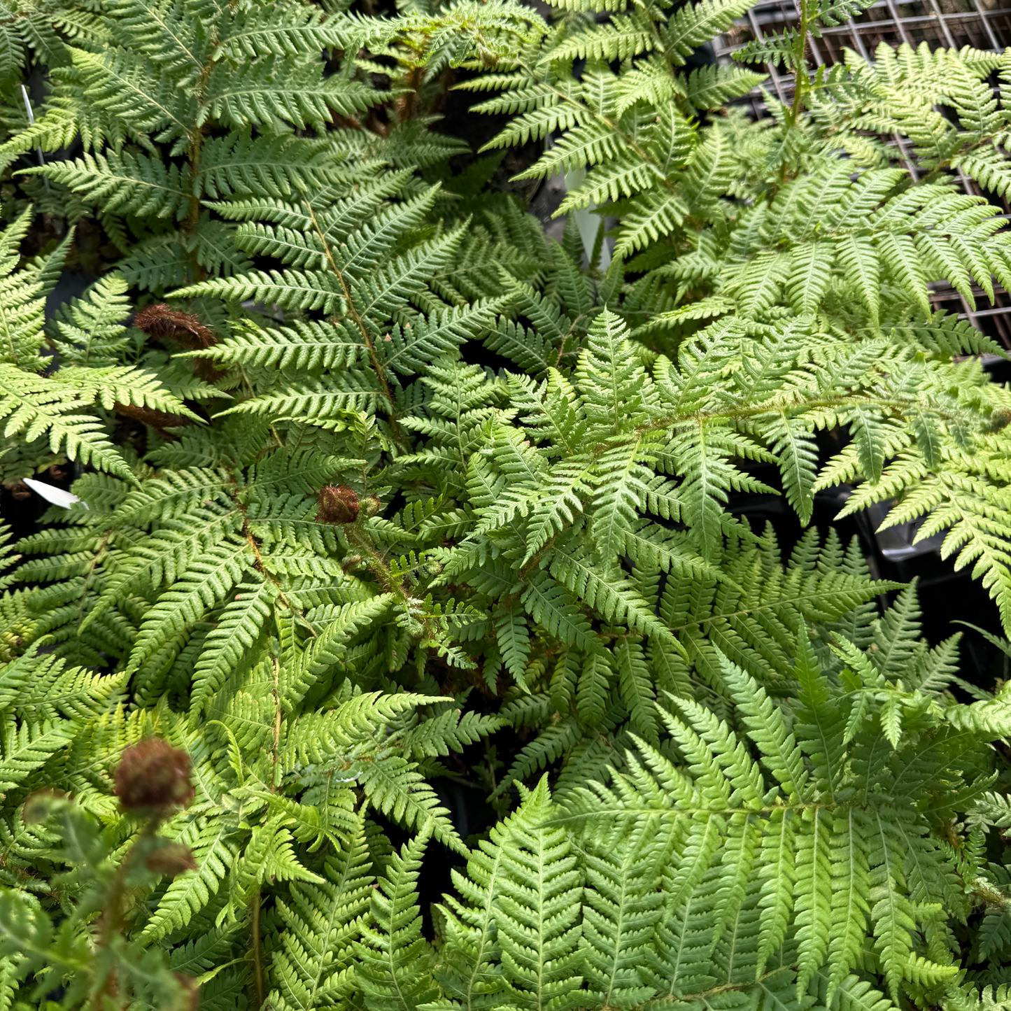 Austrailian Tree Fern