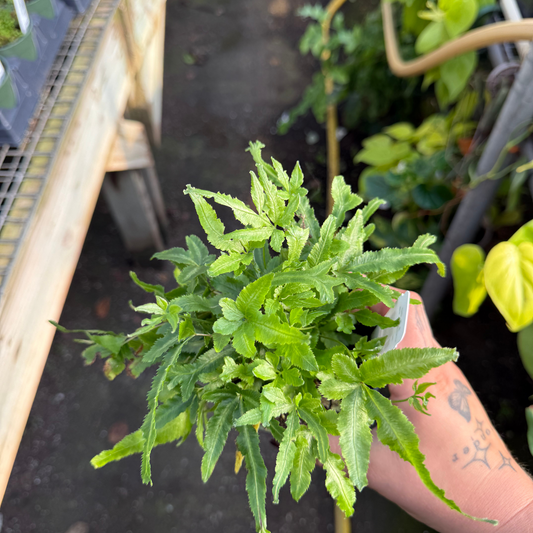 Moonlight Fern