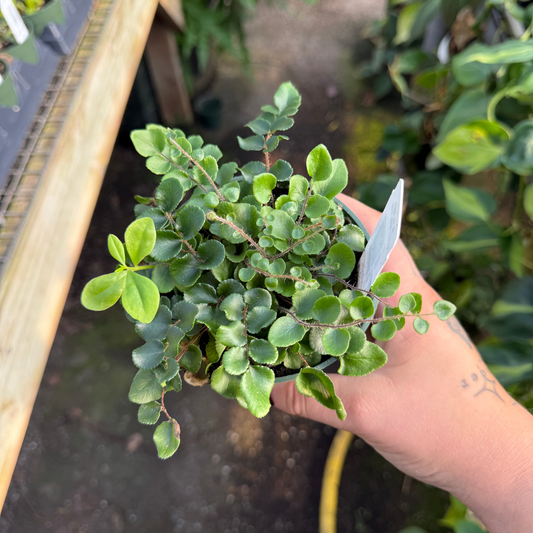 Button Fern