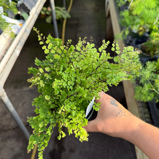Brittle Maidenhair Fern