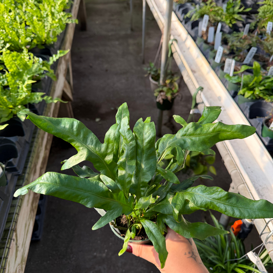 Hawaiian Laua'e Dwarf Fern