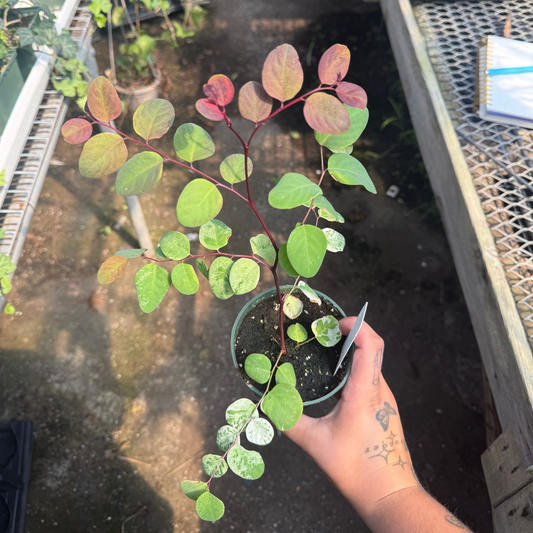 Breynia disticha 'Roseopicta'