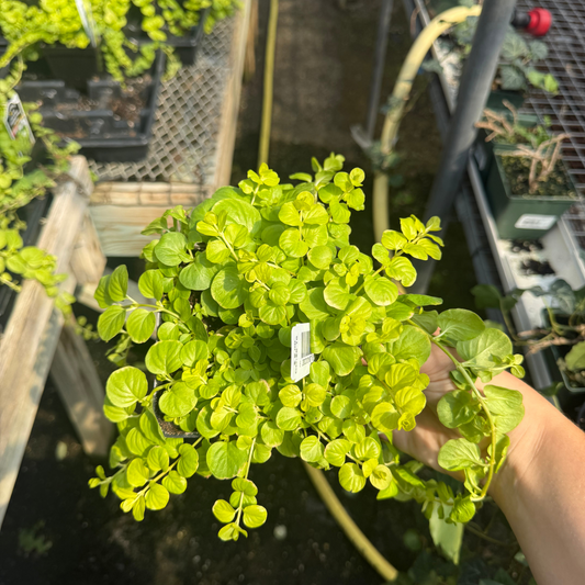 Lysimachia nummularia Goldi