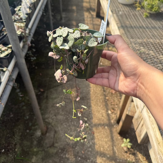 Ceropegia woodii 'String of Hearts'