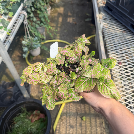 Fittonia albivenis Pink