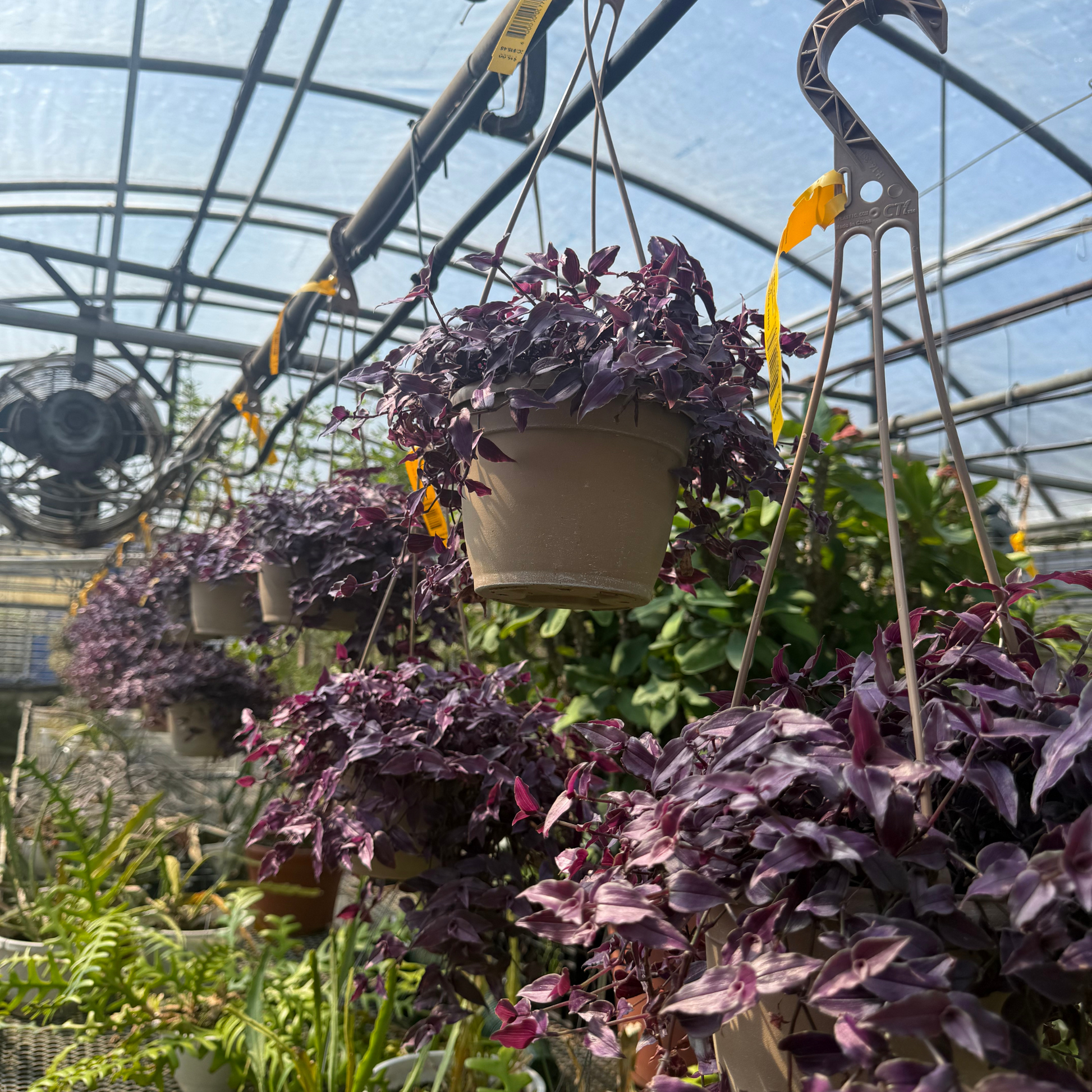 purple hanging house plant Gibasis pellucida 'Purple Form'