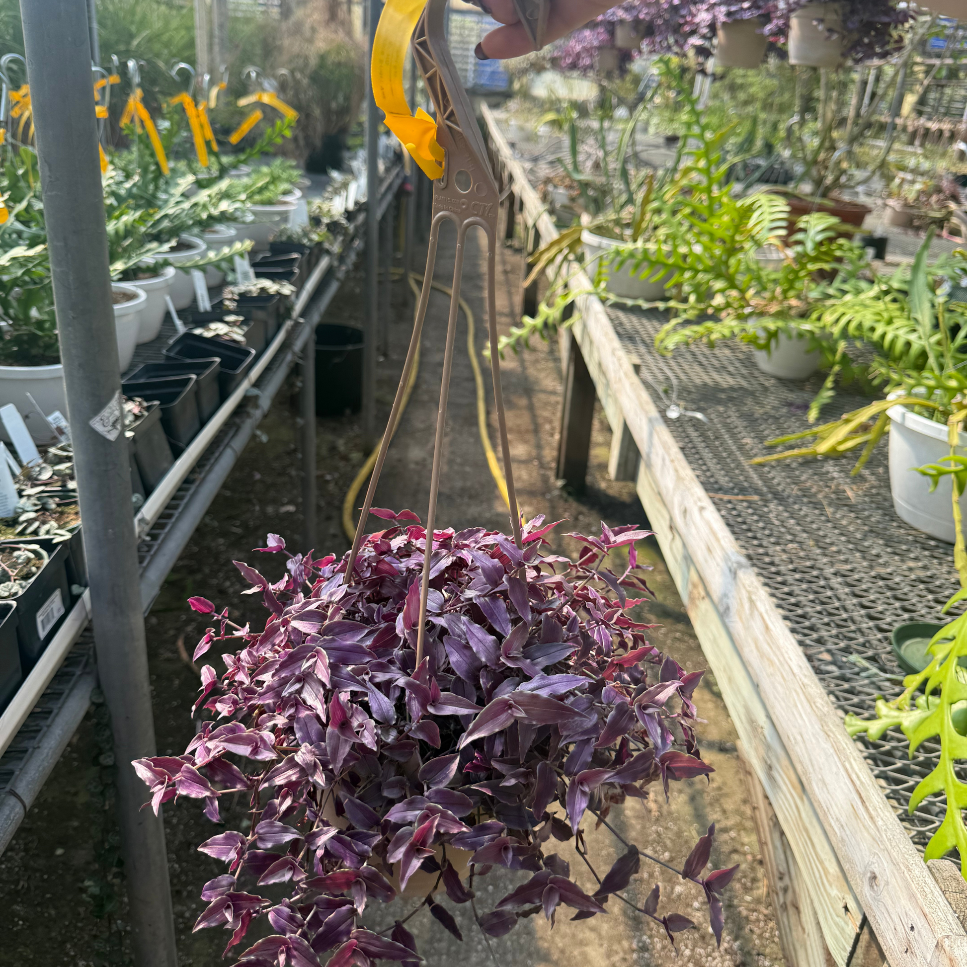 purple hanging plant Gibasis pellucida 'Purple Form'