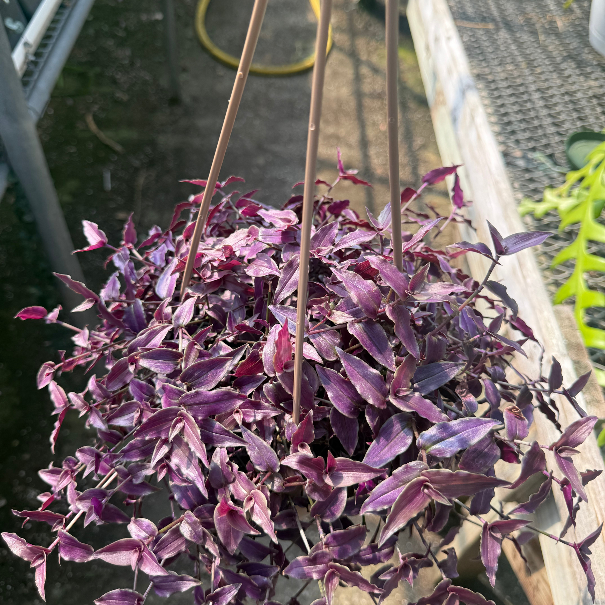 hanging plants purple Gibasis pellucida 'Purple Form' – Fantastic Gardens