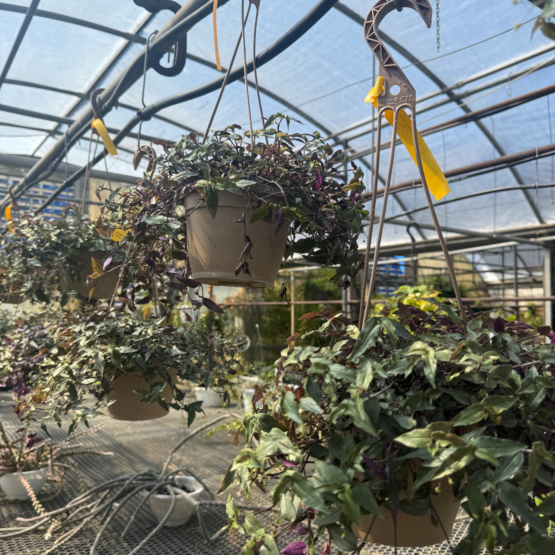 indoor bridal veil plant Gibasis pellucida 'Tahitian' Bridal Veil – Fantastic Gardens