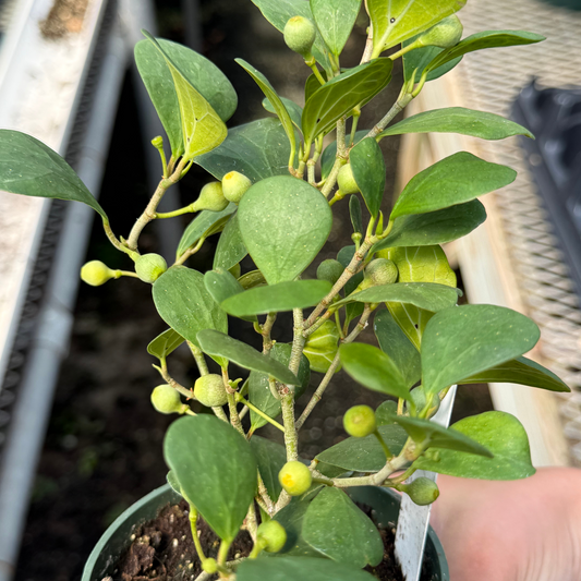 Ficus deltoidea
