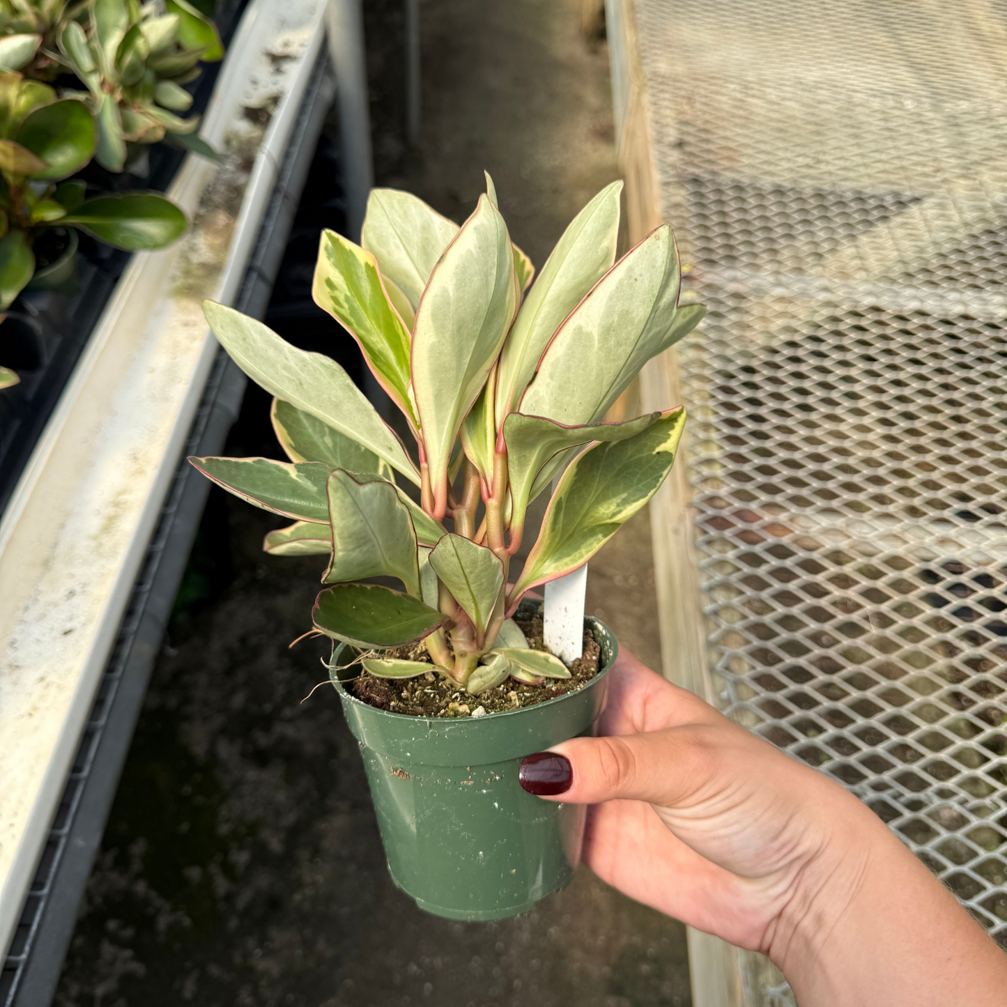 Peperomia clusiifolia 'Ginny'