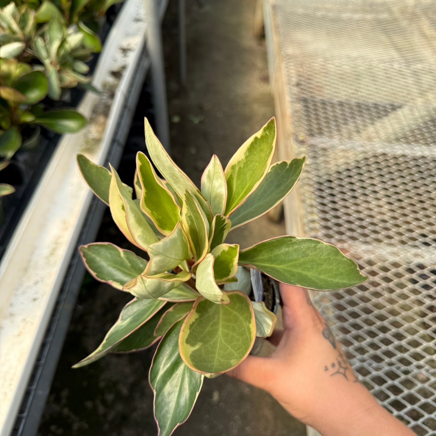 Peperomia clusiifolia 'Ginny'