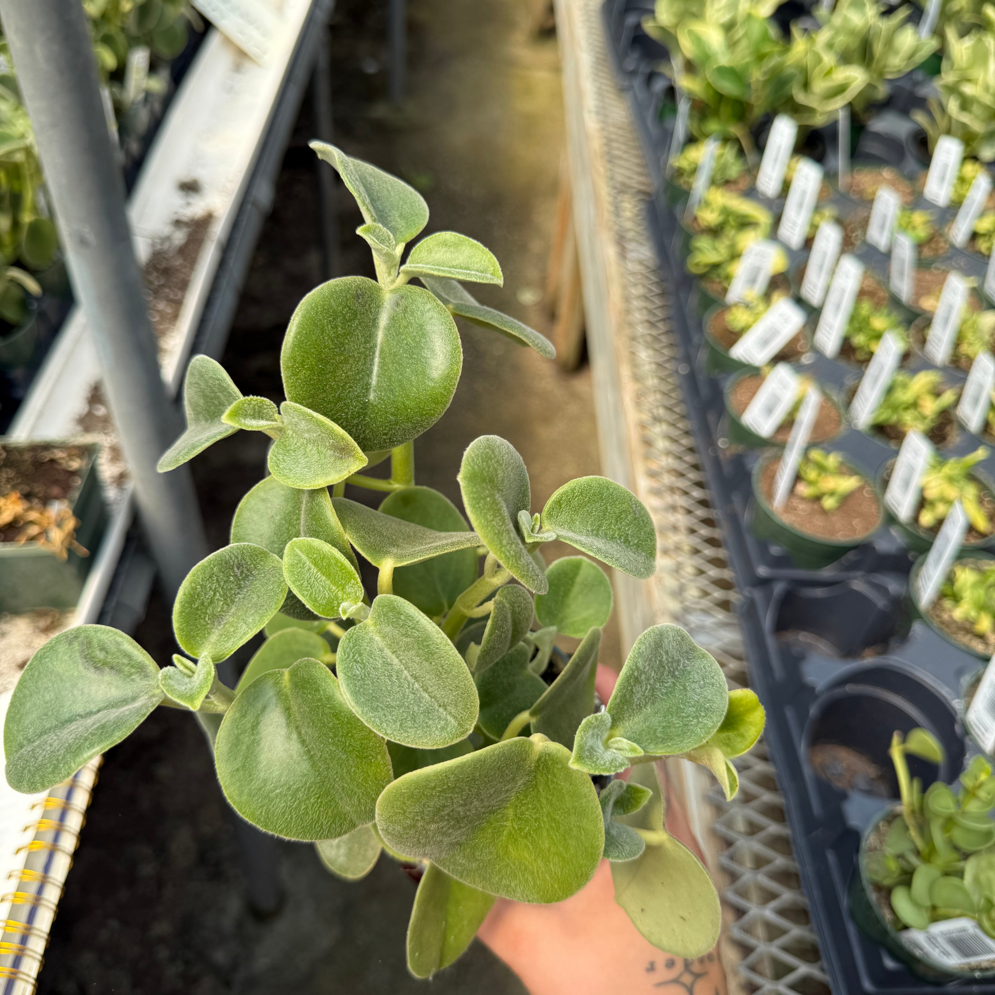 indoor plant with fuzzy leaves Peperomia incana – Fantastic Gardens