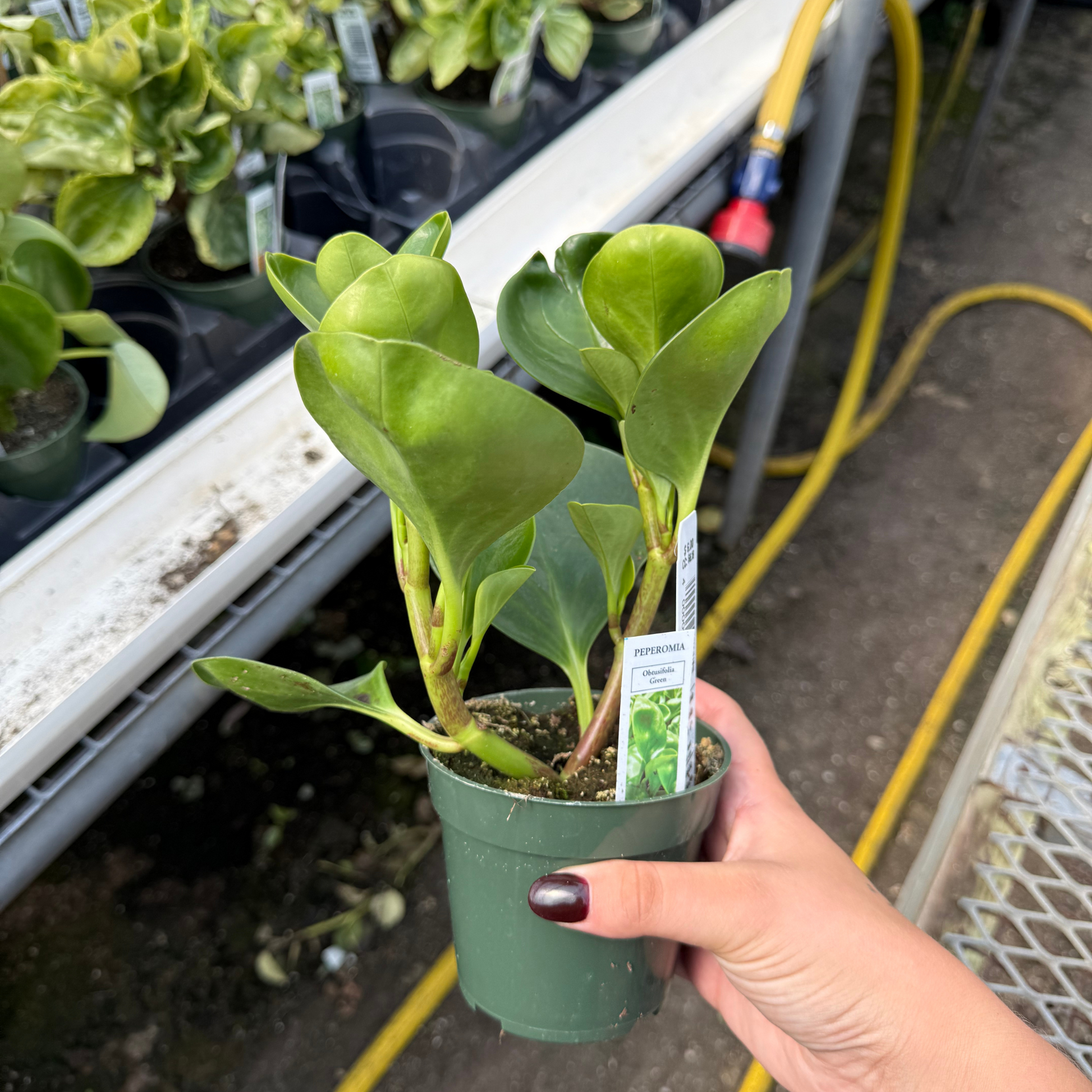 peperomia obtusifolia hanging plant Peperomia obtusfolia 'Green' – Fantastic Gardens