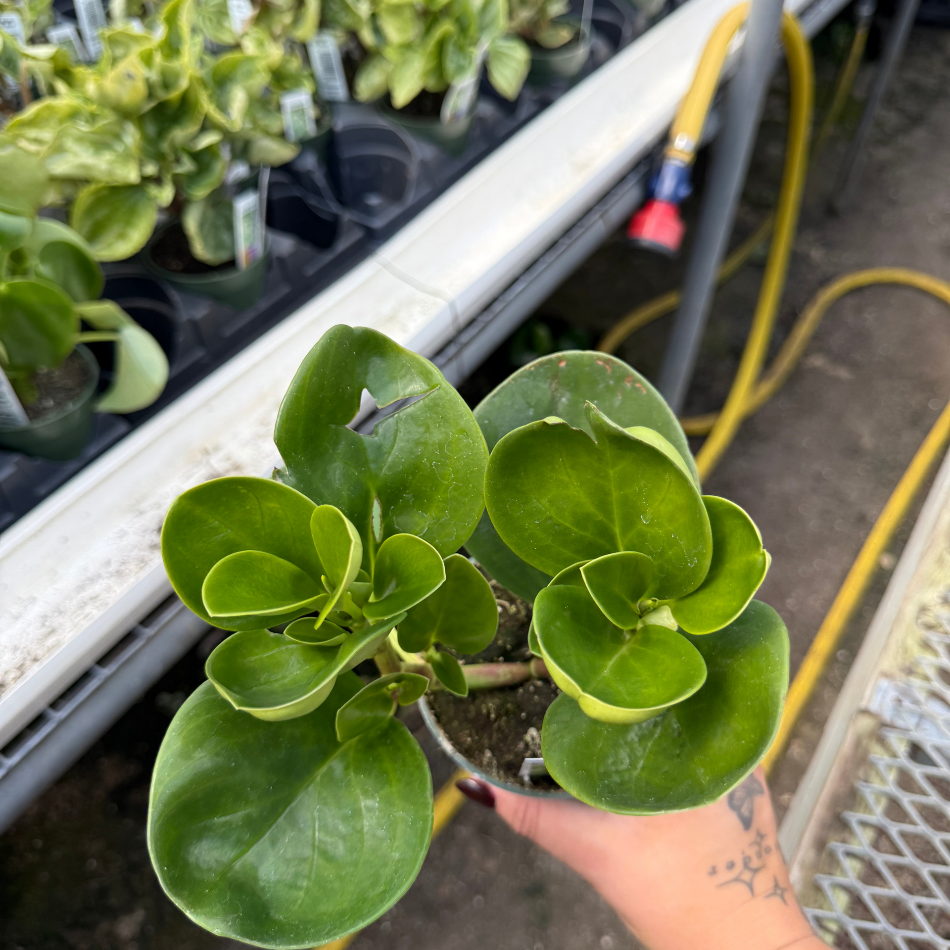peperomia obtusifolia hanging plant Peperomia obtusfolia 'Green'
