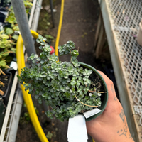 aquamarine plants Pilea, 4in, Aquamarine