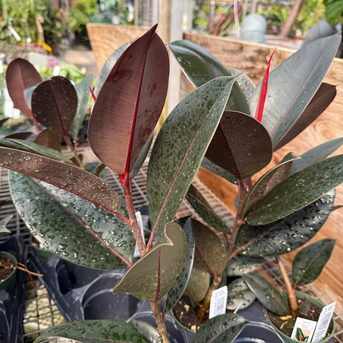 Ficus elastica Burgundy
