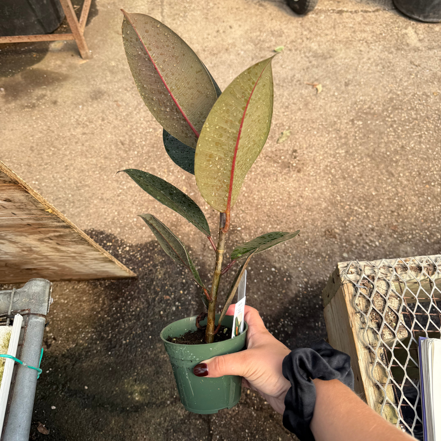 Ficus elastica Burgundy