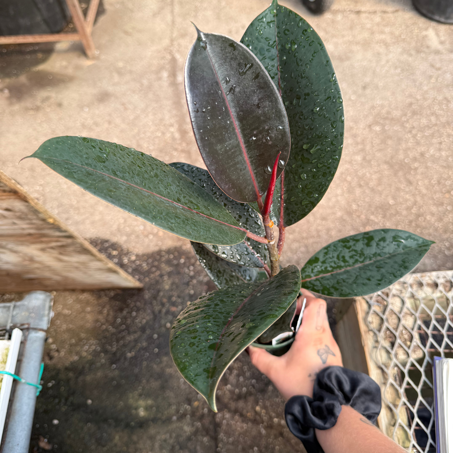 Ficus elastica Burgundy