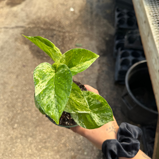 Marble Queen Pothos