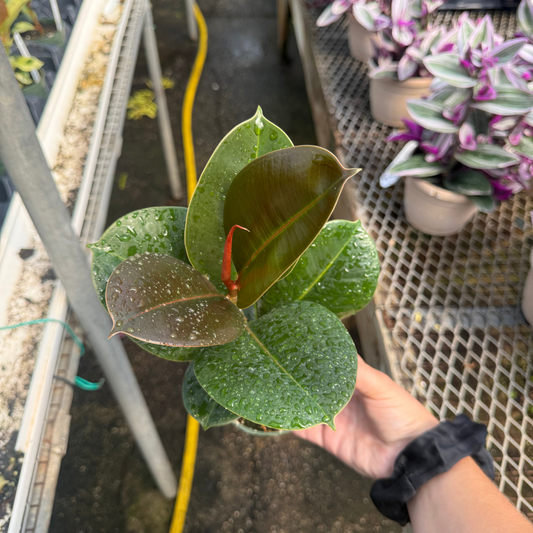 Ficus elastica 'Sophia'