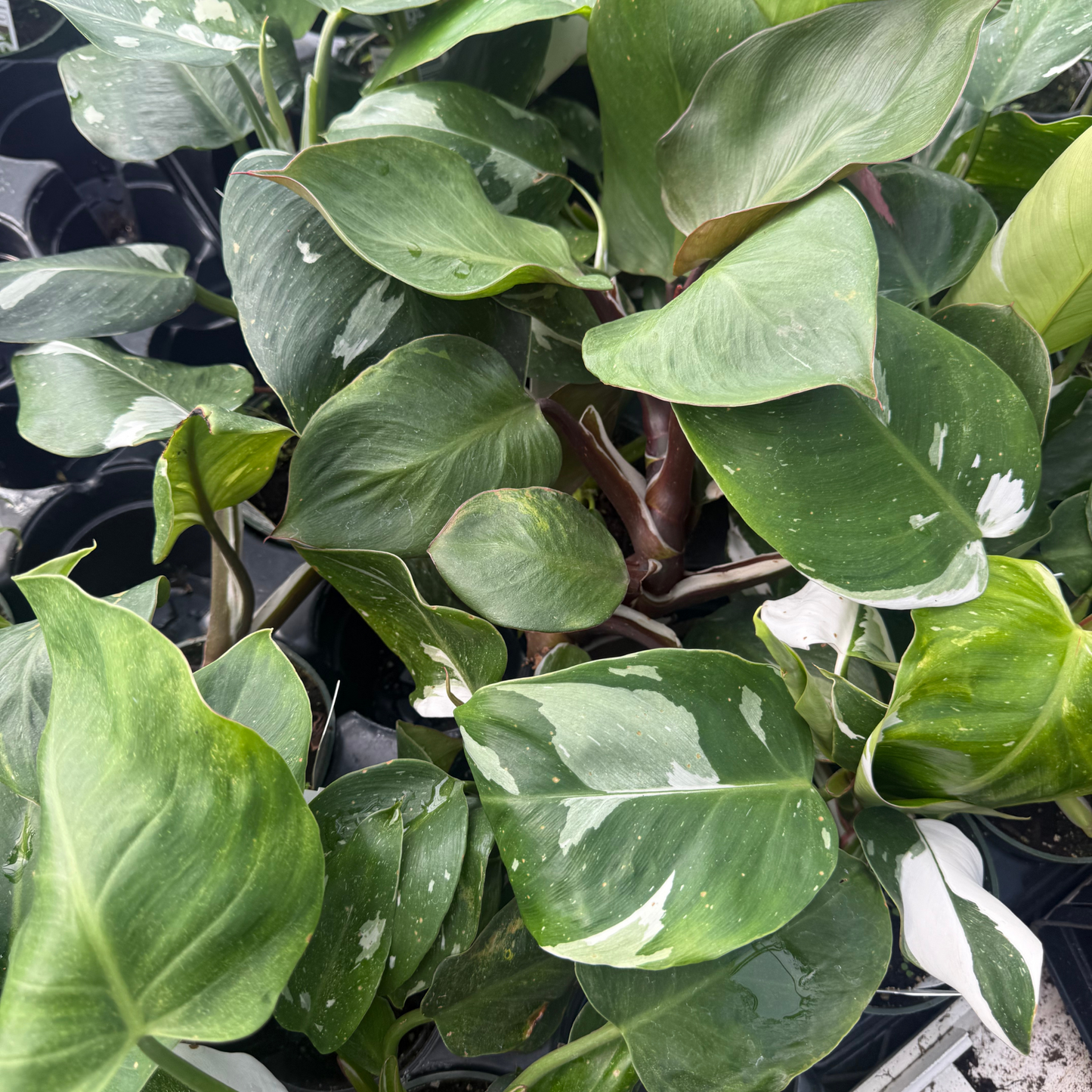 Philodendron White Princess