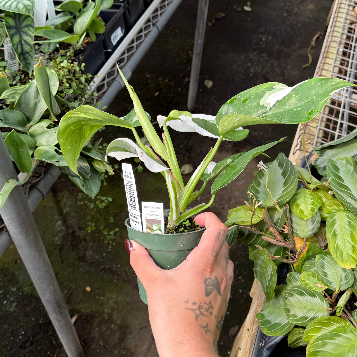 Philodendron White Princess