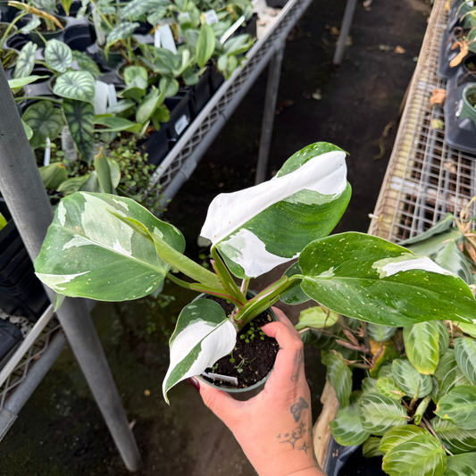 Philodendron White Princess