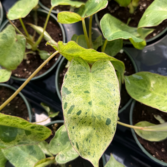 Philodendron Paraiso Verde