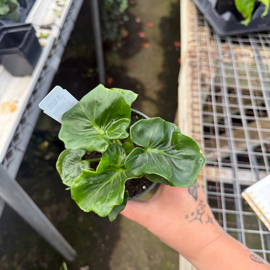 Philodendron Atom