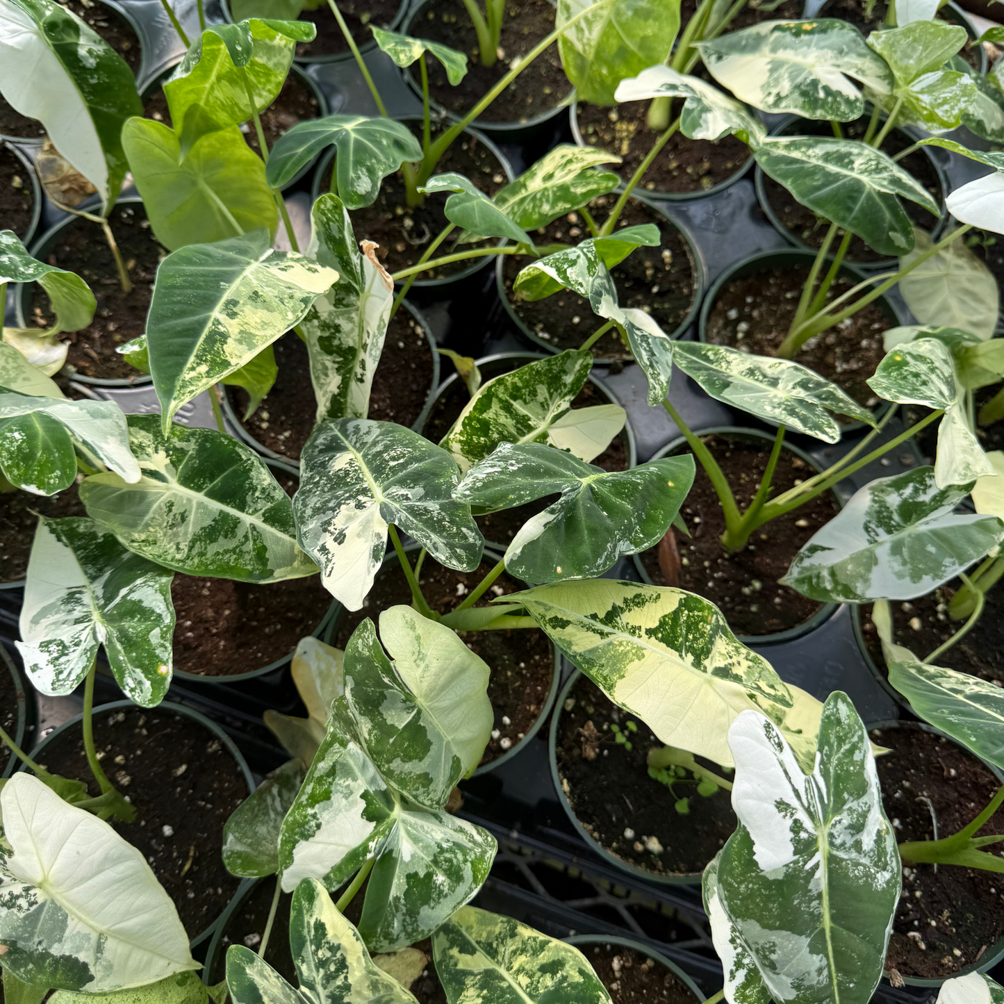 Alocasia frydek Variegated