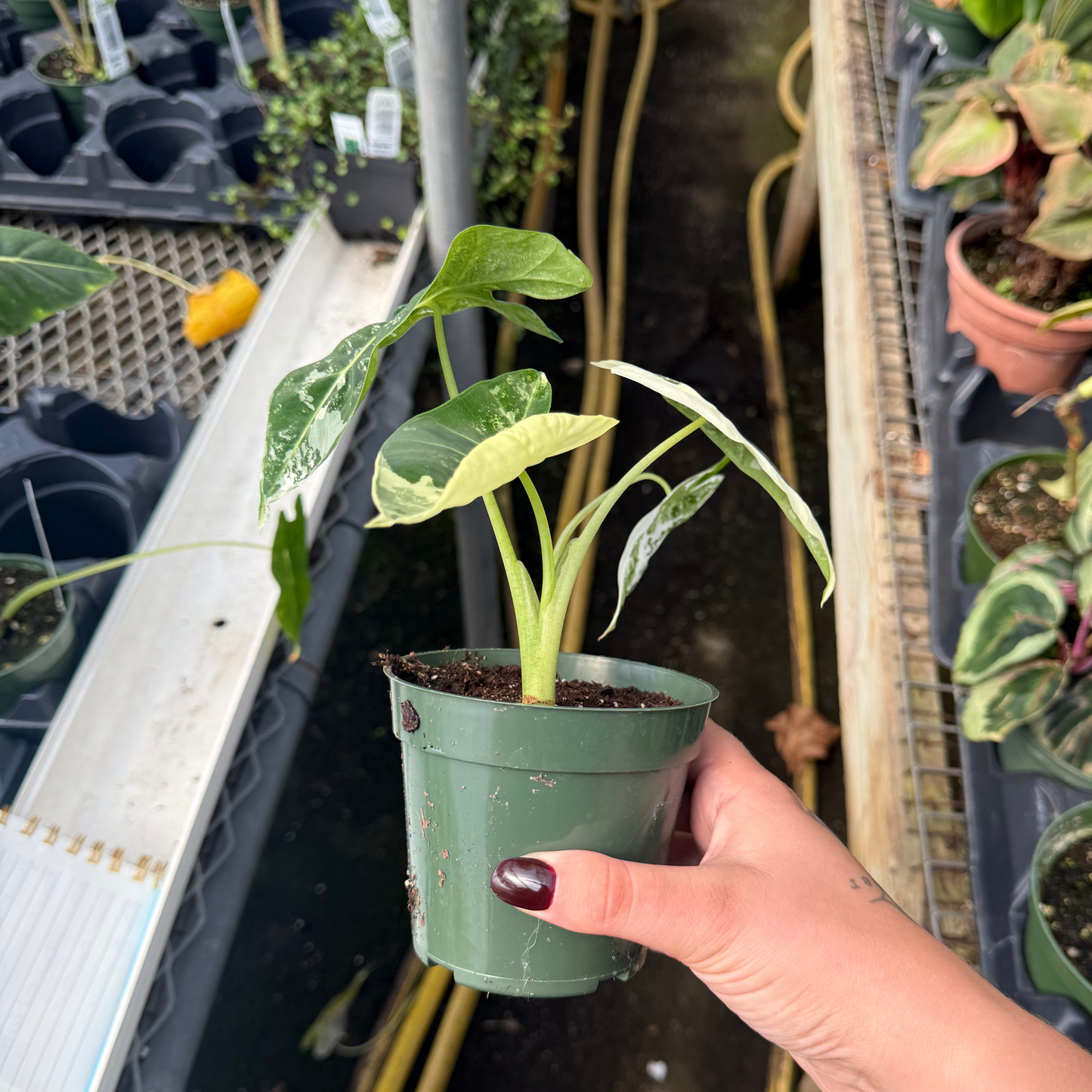 Alocasia frydek Variegated