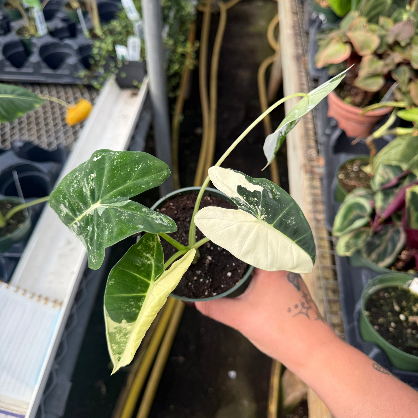 Alocasia frydek Variegated