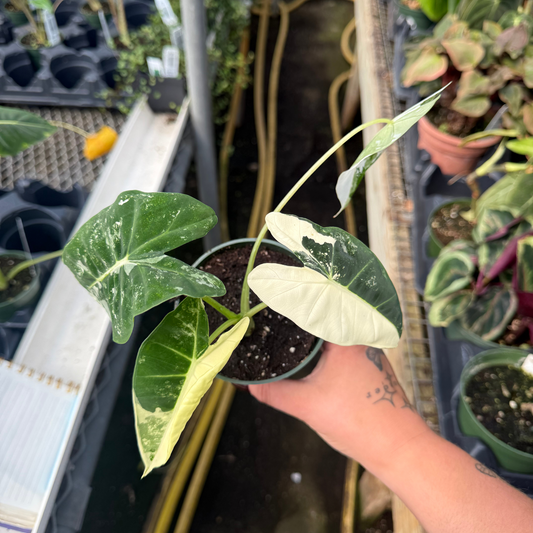 Alocasia frydek Variegated