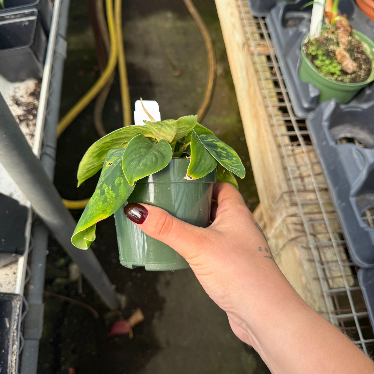 Homalomena wallisii 'Camouflage'